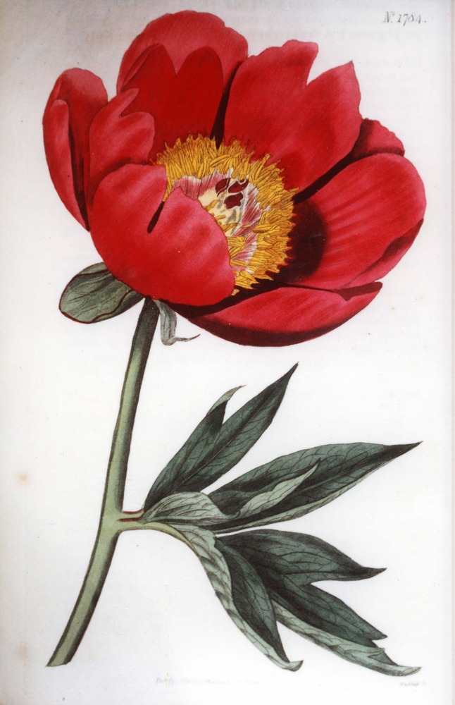 Plate from Curtis's Botanical Magazine, Volume 43, depicting a Single-flowered Common Peony