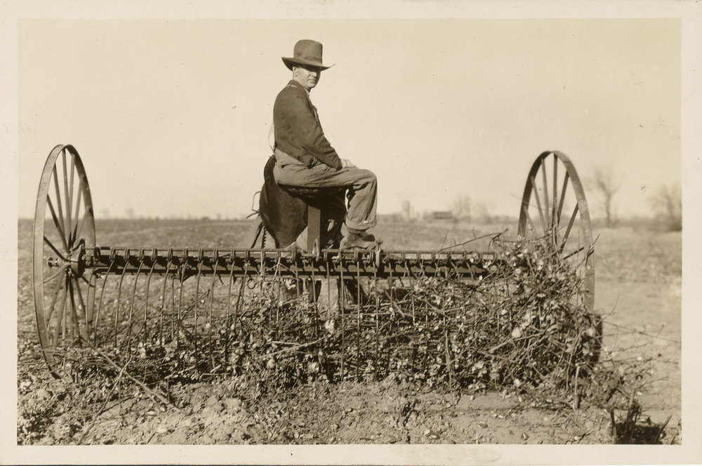 Photograph of a man cleaning a field after a pink bollworm infestation.