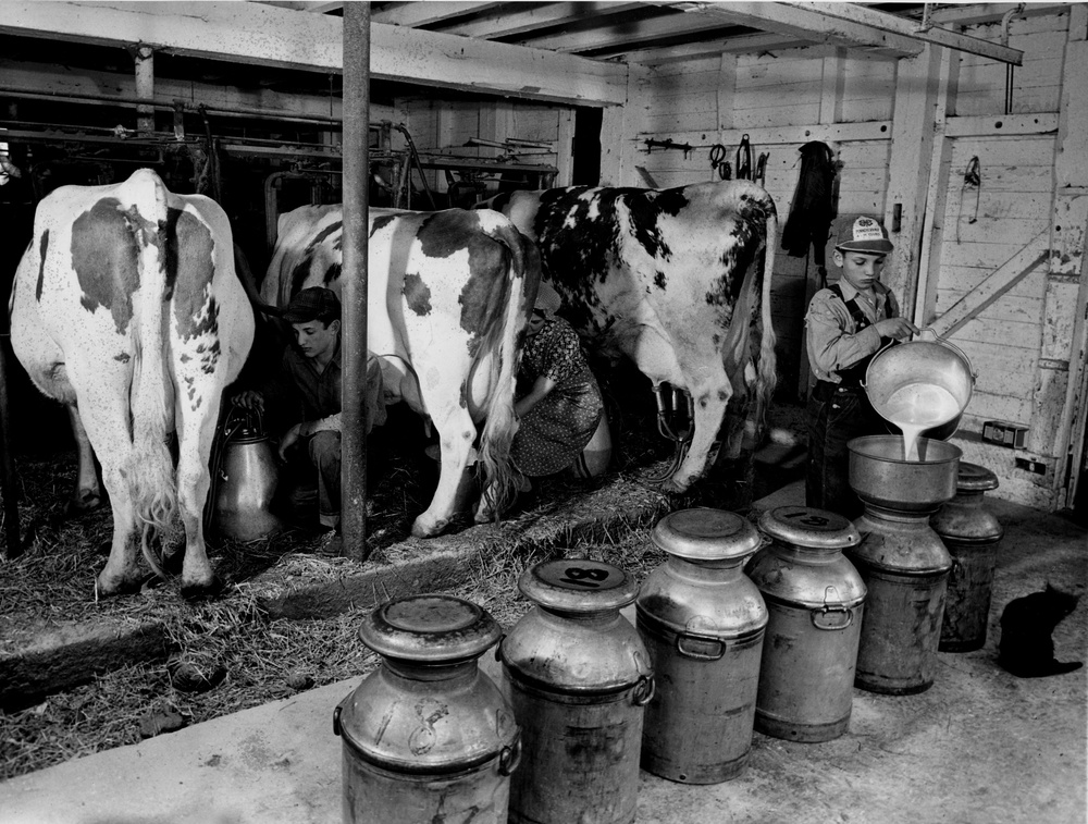 Three cows, a farmer, and several metal milk jugs inside a barn