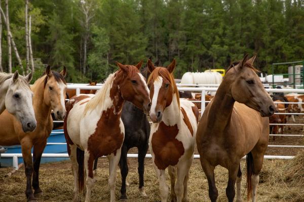 Five brown and brown and white horse standing in a round pen. 