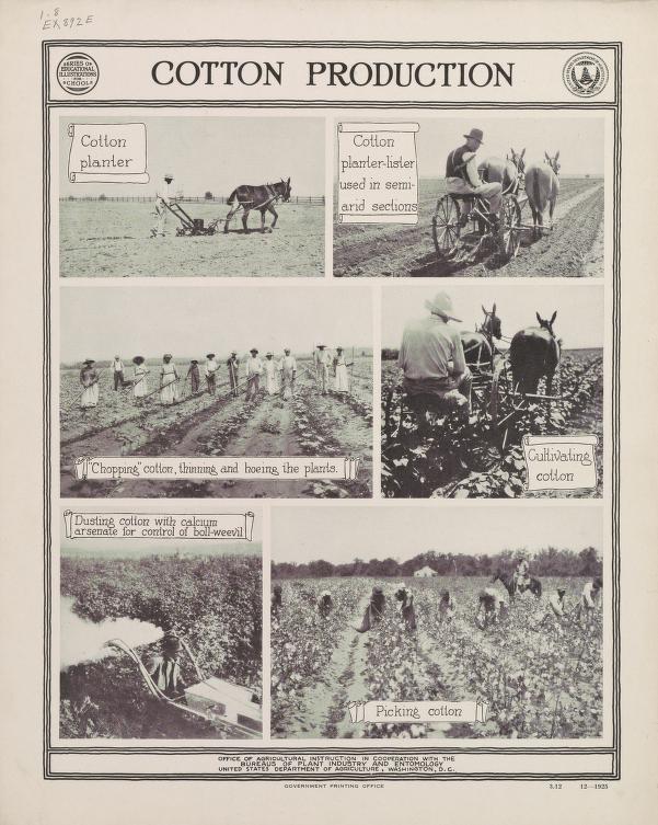 Cotton Production.jpg