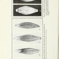 The identification of varieties of barley Figure 4.jpg