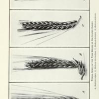 The identification of varieties of barley Figure 2.jpg