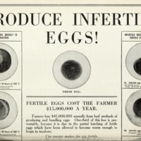 Preserving Eggs 2.jpg