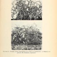 Pruning and Training Tomatoes in the South 3.jpg