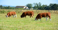 cattle eating in field
