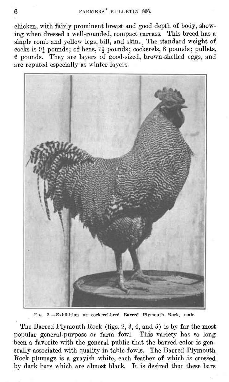 Effective farming; a text-book for American schools. Agriculture. 426  Effective Farming 212. Types of poultry. — Chickens are classified in two  ways, according to the origin of the breed and according
