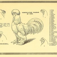 Twentieth Century Poultry Culture Illustration.jpg