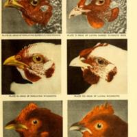 Profitable Culling and Selective Flock Breeding Illustration 3.jpg