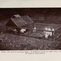 Shelter With Yard for Growing Chicks.jpg