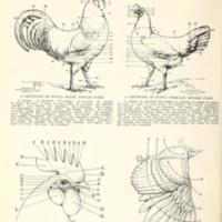 Nomenclature of Fowls.jpg