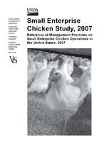 Small Enterprise Chicken Study, 2007.JPG