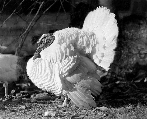 The Beltsville Small White turkey, developed by U.S. Department of Agriculture (USDA) Agricultural Research Service (ARS) scientists in the 1930s, met the American homemaker’s needs and secured the turkey’s starring role on holiday tables