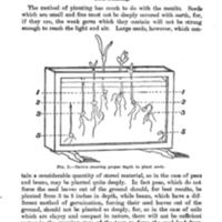 The School Garden seed planting.jpg