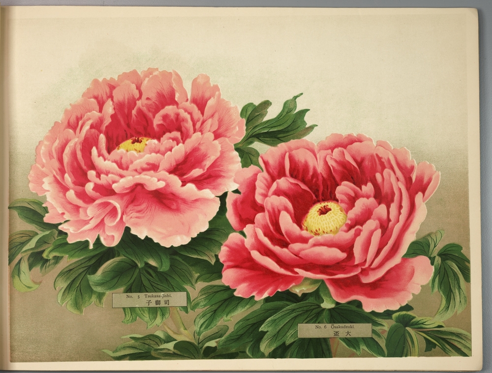 Paeonia Moutan, a Collection of 50 Choice Varieties, Page 3