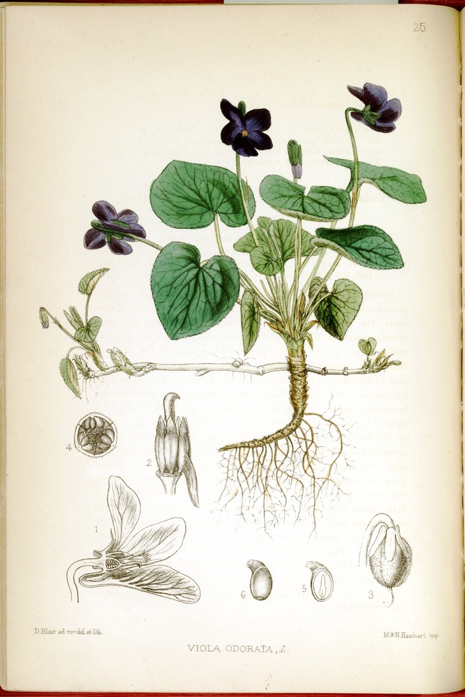 Viola odorata - Plate 25