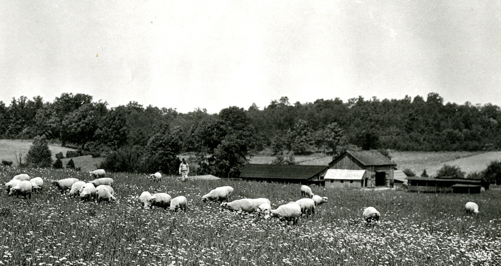 Thumbnail for the first (or only) page of U.S. Sheep Farm in Vienna, Virginia.