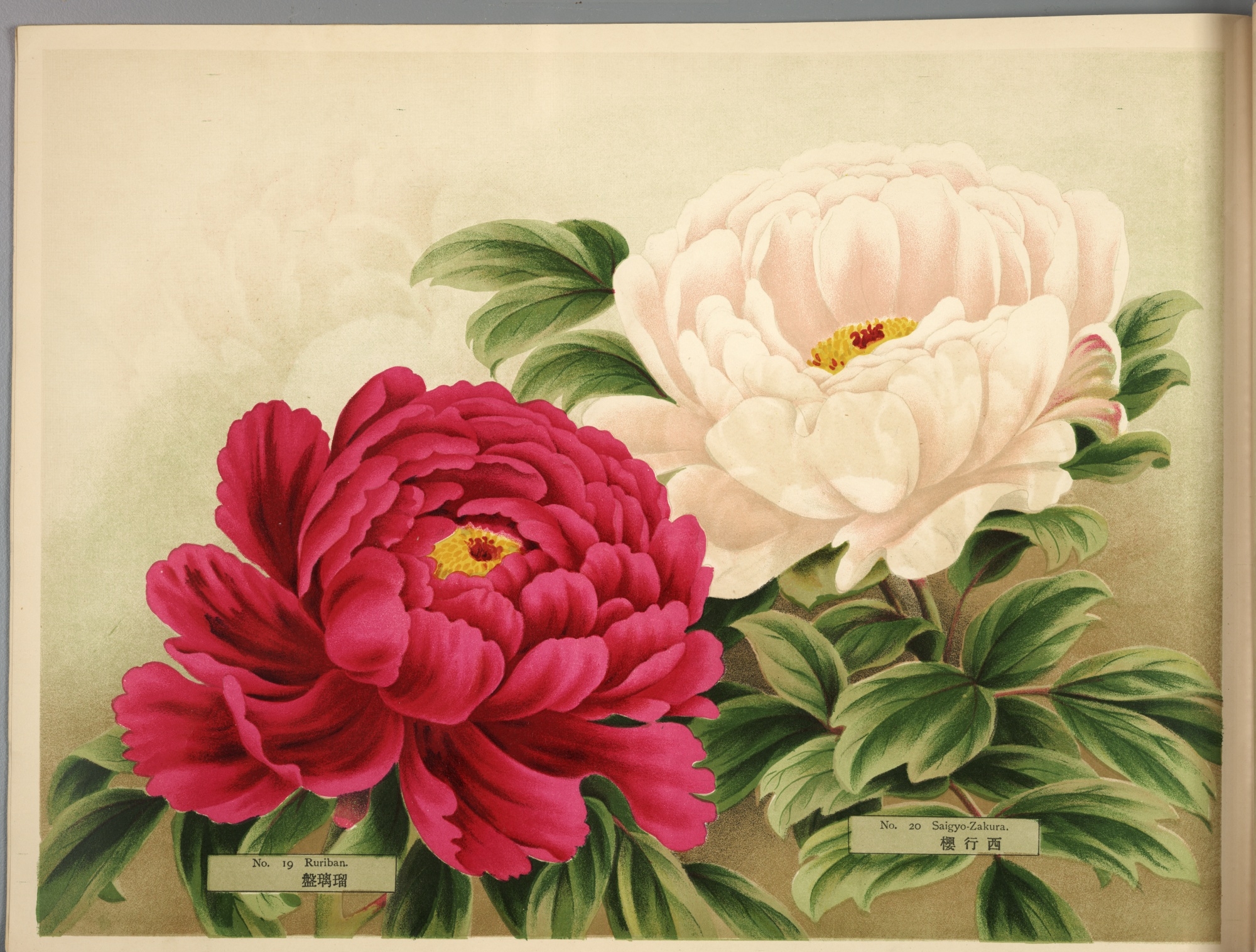 Paeonia Moutan, a Collection of 50 Choice Varieties, Page 10