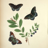 Papilio ursula - Tab. X.