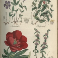 Periwinkle, Pimpernel, Peony, Pennyroyal - Plate 26