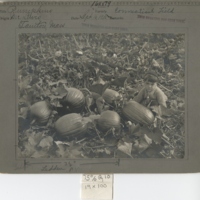Pumpkins in Connecticut field