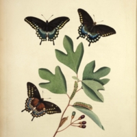 Papilio ilioneus - Tab. II.