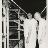 Edward F. Knipling and colleagues inspecting larvae trays at Mission, Texas plant. Knipling on left.
