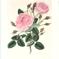 Common Provence Rose No. 8