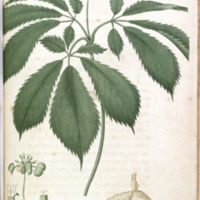 Panax quinquefolium - Plate XXIX