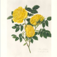 Double Yellow Rose No. 77