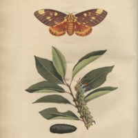 Papilio archippus - Tab. VI.