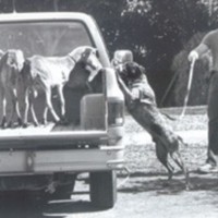 Cazador, screwworm detector dog, at work with Dr. John B. Welch
