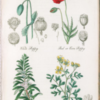 White Poppy, Red Poppy, Rosemary, Rue - Plate 39