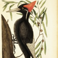 http://omeka-dev.nal.usda.gov/exhibits/files/imports/rare_books/Catesby_naturalhistory1_Woodpecker_Plate16.jpg