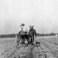 First cultivation of corn at Arlington Farm, Virginia,  Notice the Washington Monument in the background.