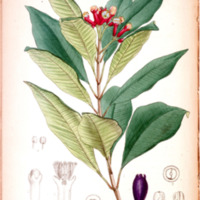 Eugenia caryophyllata - Plate 112