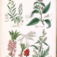 Milkwort, Peppermint, Mezereon, Mugwort - Plate 33