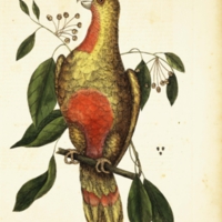 Catesby_naturalhistory1_ParrotParadise_plate10.jpg