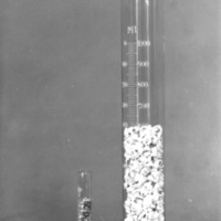 Two samples of popcorn before and after popping, showing difference in expansibility.
