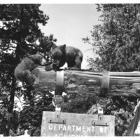 Young Smokey (on left) playing in forest 