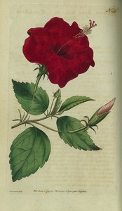 Thumbnail for the first (or only) page of Hibiscus rosa sinensis (China-Rose Hibiscus) - Plate 158.
