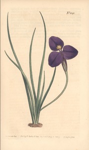 Thumbnail for the first (or only) page of Patersonia sericea (Silky Patersonia) - Plate 1041.