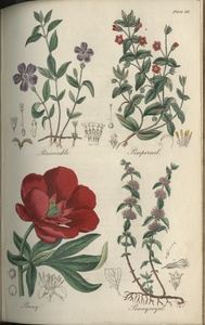 Thumbnail for the first (or only) page of Periwinkle, Pimpernel, Peony, Pennyroyal - Plate 26.