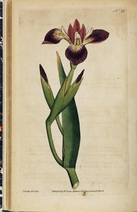 Thumbnail for the first (or only) page of Iris versicolor (Particoloured Iris) - Plate 21.