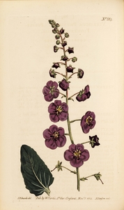 Thumbnail for the first (or only) page of Verbascum phoeniceum (Purple-Flowered Mullein) - Plate 885.