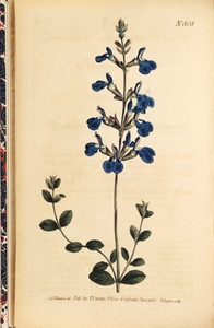 Thumbnail for the first (or only) page of Salvia chamaedrioides (Germander Sage) - Plate 808.