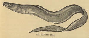 Thumbnail for the first (or only) page of Conger Eel. Page 481..