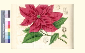 Thumbnail for the first (or only) page of Poinsettia pulcherrima (Showy Poinsettia) - Plate 3493.