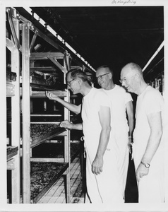 Thumbnail for the first (or only) page of Photograph of Edward F. Knipling with colleagues inspecting larvae trays.