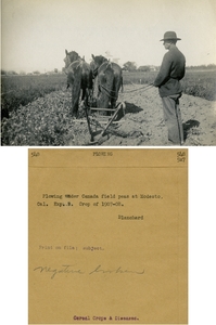 Thumbnail for the first (or only) page of Plowing under Canada field peas at Modesto, Cal..